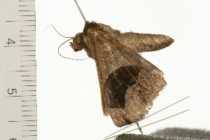  ( - 08-QLDLI-140)  @13 [ ] CreativeCommons - Attribution (2008) CBG Photography Group Centre for Biodiversity Genomics