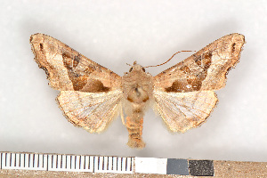  ( - NHMO-08016)  @14 [ ] Unspecified (default): All Rights Reserved  Unspecified Unspecified