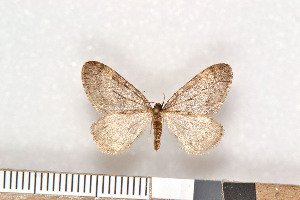  ( - NHMO Lep08300)  @13 [ ] Unspecified (default): All Rights Reserved  Unspecified Unspecified