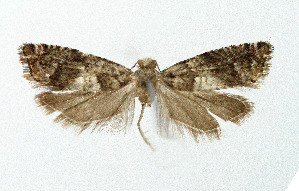 (Epinotia pusillana - NHMO-DAR-5347)  @13 [ ] Copyright (2015) Unspecified University of Oslo, Natural History Museum