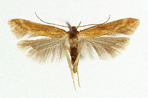  ( - NHMO-DAR-5416)  @11 [ ] Copyright (2015) Unspecified University of Oslo, Natural History Museum