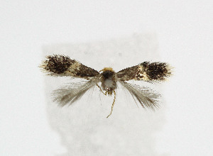  ( - NHMO-DAR-5941)  @12 [ ] Copyright (2015) Unspecified University of Oslo, Natural History Museum