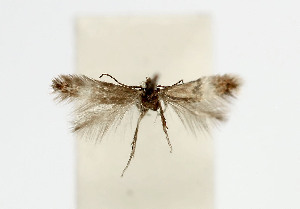  ( - NHMO-DAR-5944)  @11 [ ] Copyright (2015) Unspecified University of Oslo, Natural History Museum