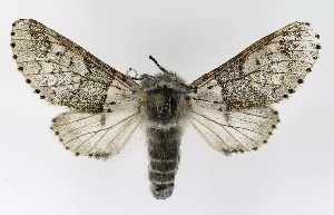  (Furcula furcula - NHMO-DAR-9648)  @15 [ ] CreativeCommons - Attribution Non-Commercial Share-Alike (2016) Unspecified University of Oslo, Natural History Museum