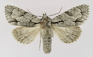  (Acronicta psi - NHMO-DAR-9778)  @15 [ ] CreativeCommons - Attribution Non-Commercial Share-Alike (2016) Unspecified University of Oslo, Natural History Museum