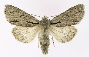  (Acronicta psi - NHMO-DAR-9779)  @15 [ ] CreativeCommons - Attribution Non-Commercial Share-Alike (2016) Unspecified University of Oslo, Natural History Museum