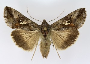  (Autographa gamma - NHMO-DAR-9809)  @15 [ ] CreativeCommons - Attribution Non-Commercial Share-Alike (2016) Unspecified University of Oslo, Natural History Museum