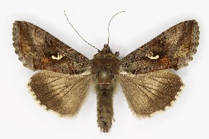  (Autographa gamma - NHMO-DAR-9810)  @15 [ ] CreativeCommons - Attribution Non-Commercial Share-Alike (2016) Unspecified University of Oslo, Natural History Museum