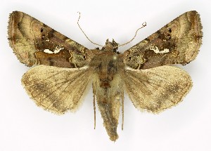  (Autographa macrogamma - NHMO-DAR-9817)  @14 [ ] CreativeCommons - Attribution Non-Commercial Share-Alike (2016) Unspecified University of Oslo, Natural History Museum