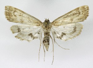  ( - NHMO-DAR-10032)  @12 [ ] CreativeCommons - Attribution Non-Commercial Share-Alike (2016) Unspecified University of Oslo, Natural History Museum