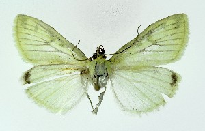  ( - NHMO-DAR-10079)  @12 [ ] CreativeCommons - Attribution Non-Commercial Share-Alike (2016) Unspecified University of Oslo, Natural History Museum