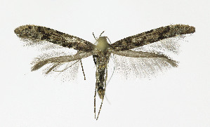  (Caloptilia suberinella - NHMO-DAR-10399)  @14 [ ] CreativeCommons - Attribution Non-Commercial Share-Alike (2016) Unspecified University of Oslo, Natural History Museum