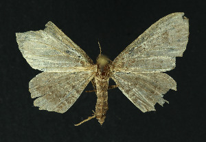  (Geometridae_gen sp. KB01 - NHMO-DAR-10818)  @11 [ ] CreativeCommons - Attribution Non-Commercial Share-Alike (2016) Unspecified University of Oslo, Natural History Museum
