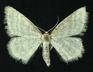  (Idaea pallidata - NHMO-DAR-10836)  @14 [ ] CreativeCommons - Attribution Non-Commercial Share-Alike (2016) Unspecified University of Oslo, Natural History Museum