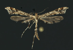  ( - NHMO-DAR-11181)  @12 [ ] CreativeCommons - Attribution Non-Commercial Share-Alike (2016) Unspecified University of Oslo, Natural History Museum