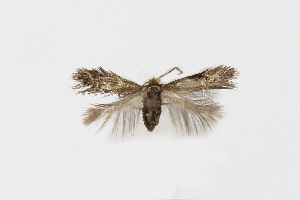  ( - NHMO-DAR-12049)  @12 [ ] CreativeCommons - Attribution Non-Commercial Share-Alike (2017) Unspecified University of Oslo, Natural History Museum