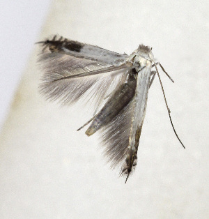  ( - NHMO-DAR-12821)  @12 [ ] CreativeCommons - Attribution Non-Commercial Share-Alike (2017) Unspecified University of Oslo, Natural History Museum