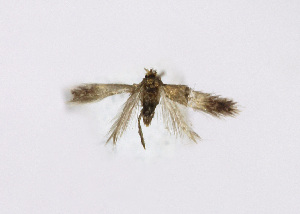  ( - NHMO-DAR-12862)  @11 [ ] CreativeCommons - Attribution Non-Commercial Share-Alike (2017) Unspecified University of Oslo, Natural History Museum