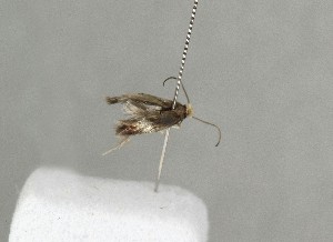  ( - NHMO-DAR-13984)  @12 [ ] CreativeCommons - Attribution Non-Commercial Share-Alike (2017) Unspecified University of Oslo, Natural History Museum