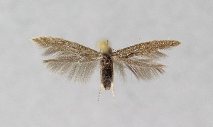  ( - NHMO-DAR-14036)  @13 [ ] CreativeCommons - Attribution Non-Commercial Share-Alike (2017) Unspecified University of Oslo, Natural History Museum