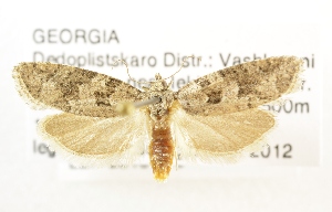  (Cnephasia heringi - NHMO-DAR-1392)  @14 [ ] No Rights Reserved (2014) Arild Johnsen University of Oslo, Natural History Museum
