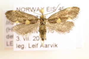  ( - NHMO-DAR-1474)  @11 [ ] No Rights Reserved (2014) Arild Johnsen University of Oslo. Natural History Museum