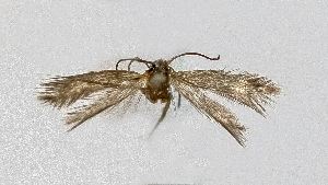  ( - NHMO-DAR-13722)  @11 [ ] CreativeCommons - Attribution Non-Commercial Share-Alike (2017) Unspecified University of Oslo, Natural History Museum