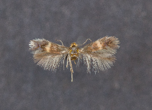  ( - NHMO-DAR-14115)  @11 [ ] CreativeCommons - Attribution Non-Commercial Share-Alike (2017) Unspecified University of Oslo, Natural History Museum