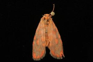  ( - 04HBL004033)  @12 [ ] CreativeCommons - Attribution (2010) CBG Photography Group Centre for Biodiversity Genomics