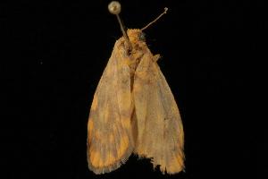  ( - 04HBL004042)  @12 [ ] CreativeCommons - Attribution (2010) CBG Photography Group Centre for Biodiversity Genomics