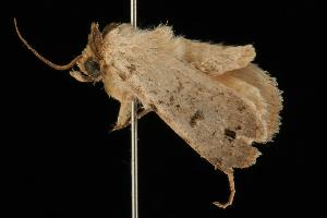  ( - 04HBL004180)  @12 [ ] CreativeCommons - Attribution (2010) CBG Photography Group Centre for Biodiversity Genomics