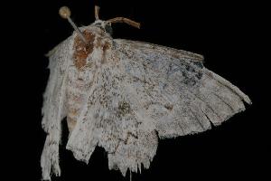  ( - Moth 185.03LZ)  @13 [ ] CreativeCommons - Attribution (2010) CBG Photography Group Centre for Biodiversity Genomics