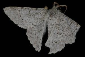  ( - Moth 186.03LZ)  @13 [ ] CreativeCommons - Attribution (2010) CBG Photography Group Centre for Biodiversity Genomics