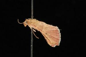  (Endotricha ignealis PS1 - Moth 205.01LZ)  @13 [ ] CreativeCommons - Attribution (2010) CBG Photography Group Centre for Biodiversity Genomics