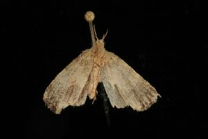  (Hypenarana acrocausta - Moth 023.03CC)  @13 [ ] CreativeCommons - Attribution (2010) CBG Photography Group Centre for Biodiversity Genomics