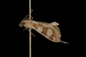  (Glyphodes apiospila PS1 - Moth 054.03CC)  @13 [ ] CreativeCommons - Attribution (2010) CBG Photography Group Centre for Biodiversity Genomics