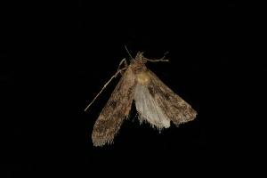  ( - Moth 018.03CL)  @12 [ ] CreativeCommons - Attribution (2010) CBG Photography Group Centre for Biodiversity Genomics