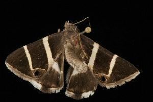  ( - Moth 035.03CL)  @12 [ ] CreativeCommons - Attribution (2010) CBG Photography Group Centre for Biodiversity Genomics