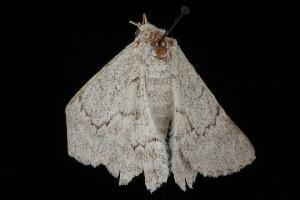  ( - Moth 206.01LZ)  @13 [ ] CreativeCommons - Attribution (2010) CBG Photography Group Centre for Biodiversity Genomics