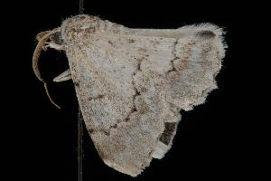  ( - Moth 207.01LZ)  @13 [ ] CreativeCommons - Attribution (2010) CBG Photography Group Centre for Biodiversity Genomics