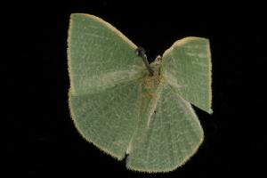  ( - Moth 214.01LZ)  @13 [ ] CreativeCommons - Attribution (2010) CBG Photography Group Centre for Biodiversity Genomics
