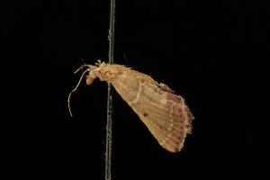  (Endotricha sp. 1 - Moth 229.01LZ)  @13 [ ] CreativeCommons - Attribution (2010) CBG Photography Group Centre for Biodiversity Genomics