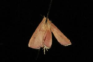  (Endotricha sp. 3 - Moth 243.01LZ)  @13 [ ] CreativeCommons - Attribution (2010) CBG Photography Group Centre for Biodiversity Genomics