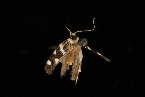  ( - Moth 247.01LZ)  @13 [ ] CreativeCommons - Attribution (2010) CBG Photography Group Centre for Biodiversity Genomics