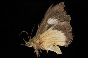  ( - Moth 280.01LZ)  @14 [ ] CreativeCommons - Attribution (2010) CBG Photography Group Centre for Biodiversity Genomics