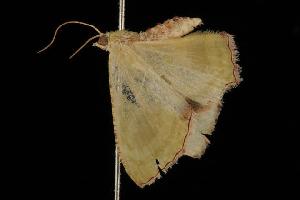  ( - Moth 149.03CC)  @13 [ ] CreativeCommons - Attribution (2010) CBG Photography Group Centre for Biodiversity Genomics