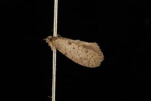  (Lepidoscia sp. 10 - Moth 165.03CC)  @13 [ ] CreativeCommons - Attribution (2010) CBG Photography Group Centre for Biodiversity Genomics