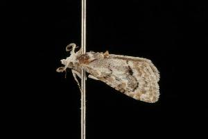  ( - Moth 172.03CC)  @12 [ ] CreativeCommons - Attribution (2010) CBG Photography Group Centre for Biodiversity Genomics