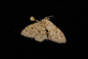  (Idaea sp. 14 - Moth 045.03LZ)  @13 [ ] CreativeCommons - Attribution Non-Commercial Share-Alike (2010) CBG Photography Group Centre for Biodiversity Genomics
