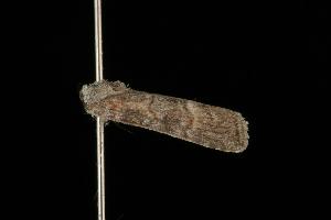  ( - Moth 101.03LZ)  @12 [ ] CreativeCommons - Attribution (2010) CBG Photography Group Centre for Biodiversity Genomics